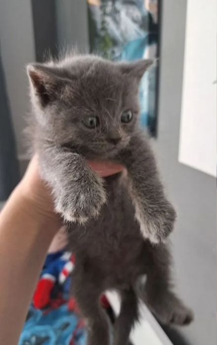 В плюшнвых шубках котята девочки