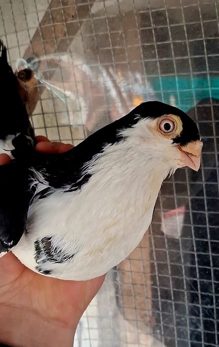 Schimb cu gainusi sau fazani