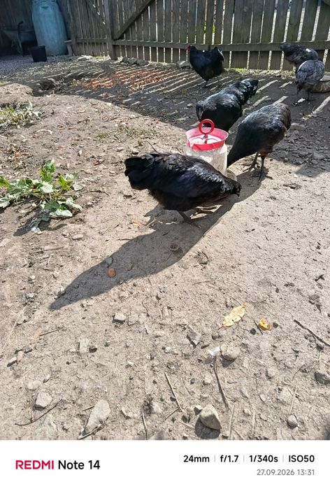 Vând puicuțe tinere