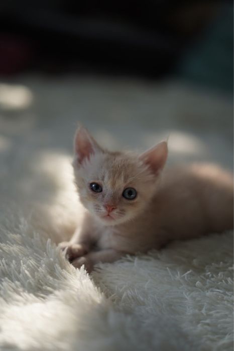 2-х месячные котята
