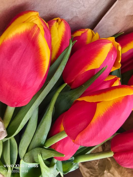 тюльпаны по 350тг