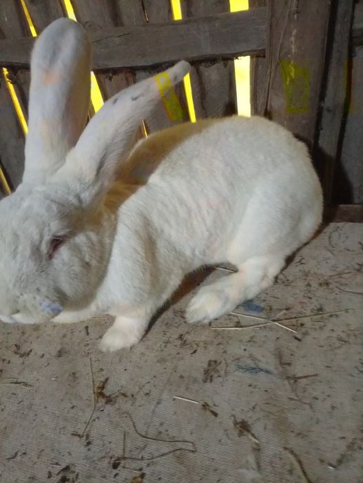 Vând iepuri uriași german o femelă vârstă un an jumate