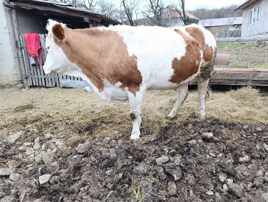 Vând Bălțata românească