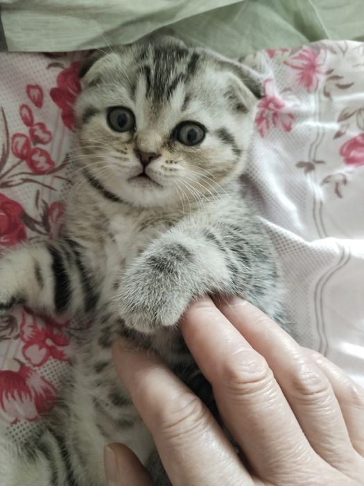 шотландские котята.  45000