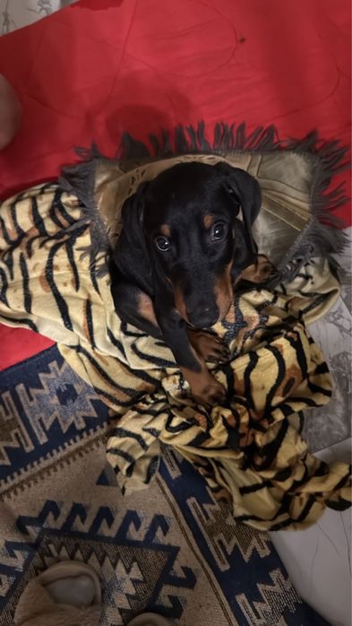 Щенок Добермана,4-5 месяца