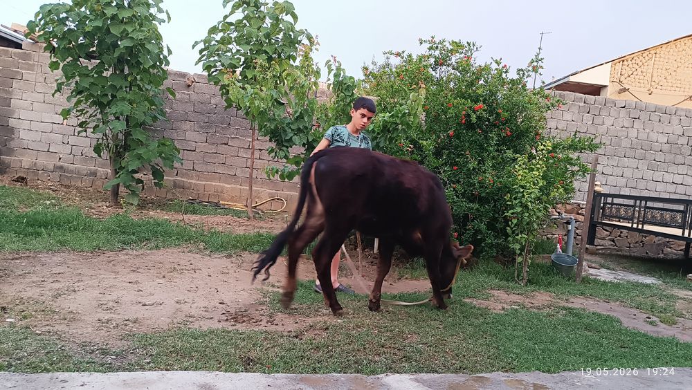 Mol. Buziq, Urg'ochi