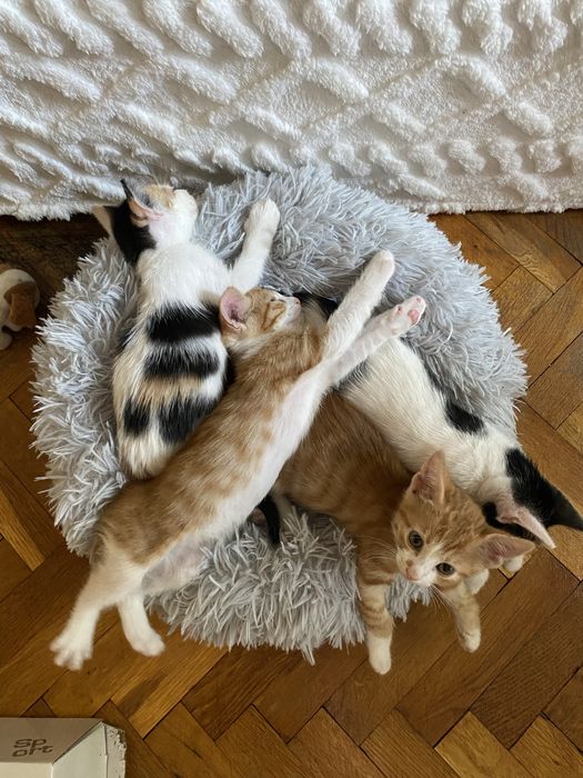 Осиновете котенце