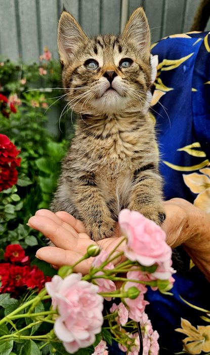Прелестные котята в поисках хозяина!