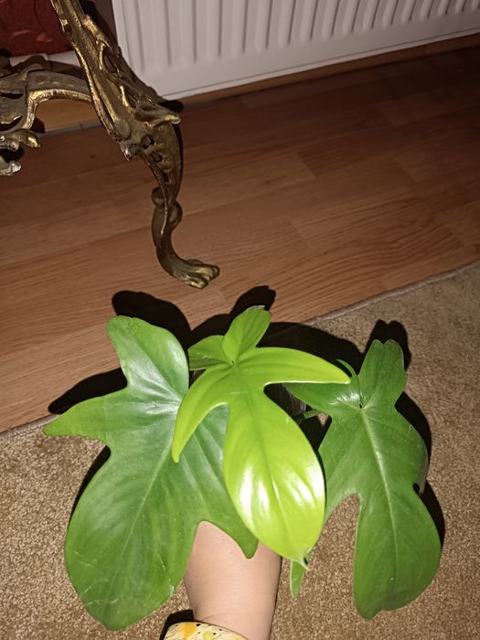 Сингониум, сциндапсус, Фил маск