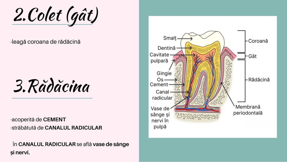 Meditatii Biologie pentru Admiterea la Medicina Generala și Dentară