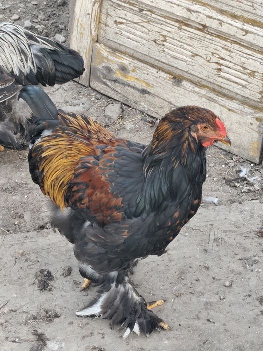 Cocoși tineri de rasă și metiși