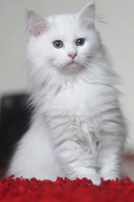 Pisica Siberiana - Felisa Autorizata