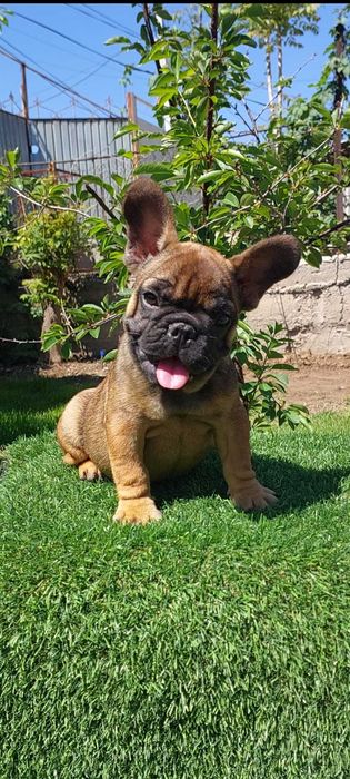 Милая француженка