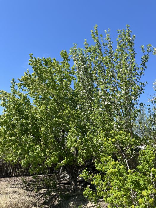 Продаю дачу пмк/аэрофлот