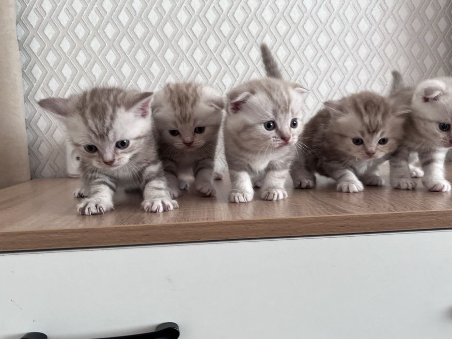Котята Шотландцы мальчики 45.000