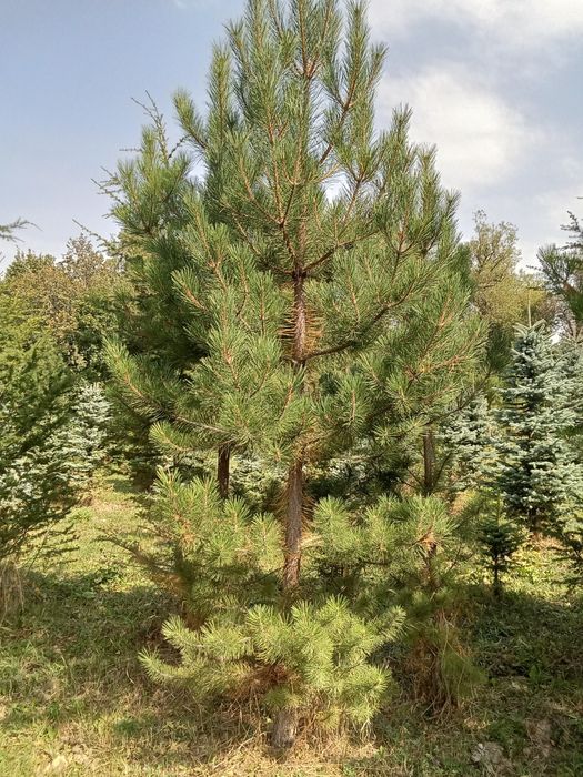 Сосна крымская 4+