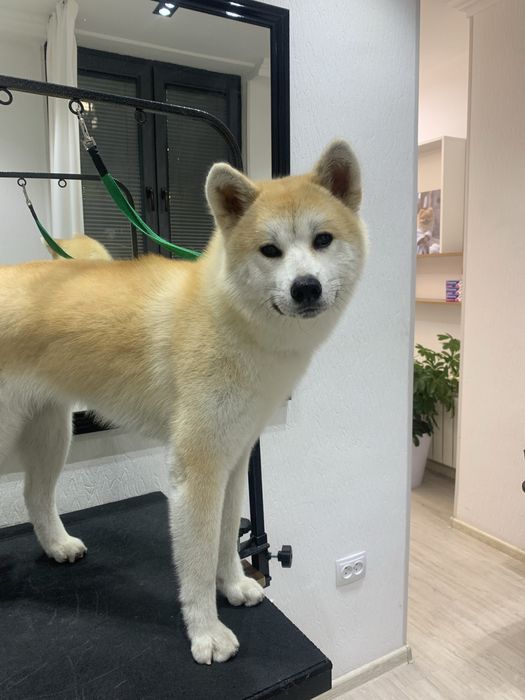 Профессиональный груминг для ваших любимцев!