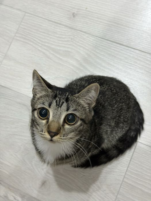 Кошечка в хорошие руки