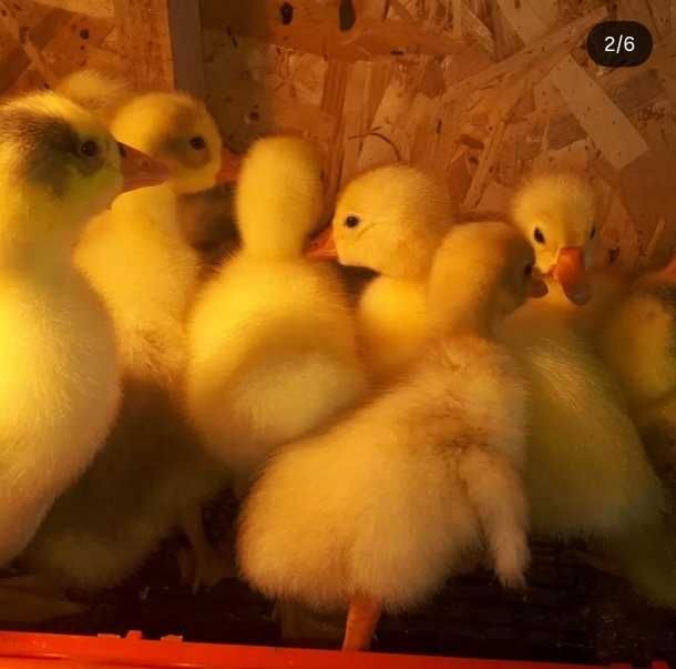 Продам суточных гусят Линда