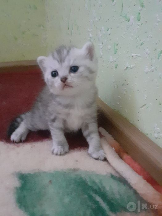 Parodni mushiklar sotiladi