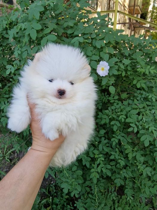 Продам белых щенков шпица.