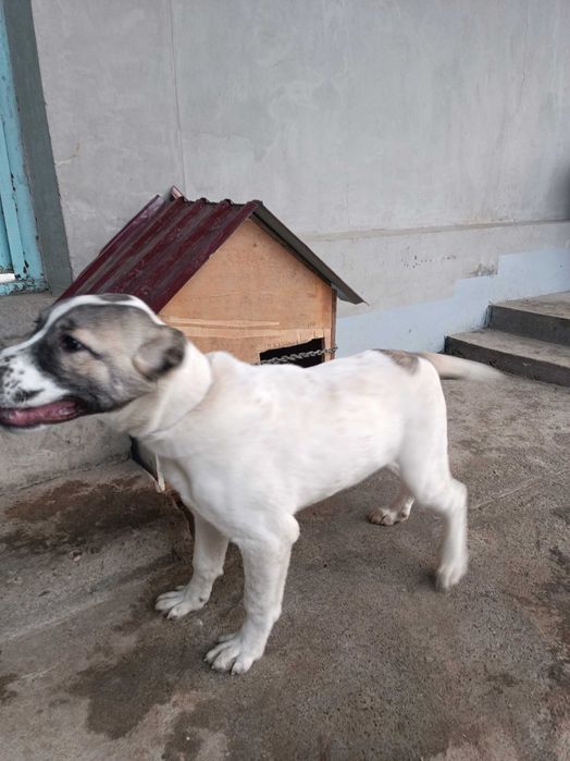 Turkman zotli olaboy