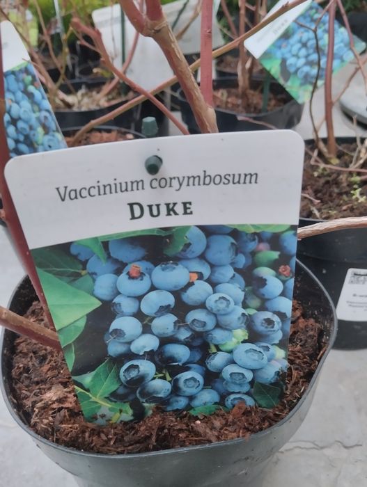 Galubika Голубика