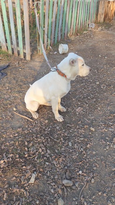 Алабай күшік сатылады