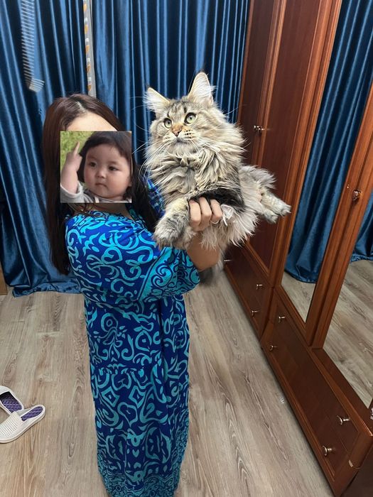 Мейн Кун котенок