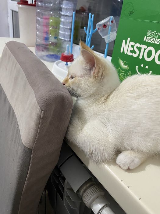 Пролам котёнок в хорошие руки