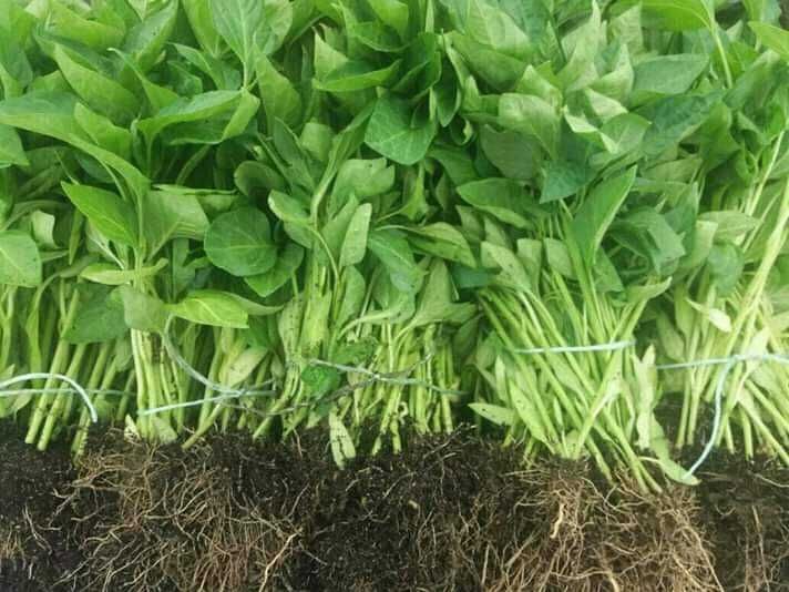 Продавам разсад за Пипер,Домати,Краставици