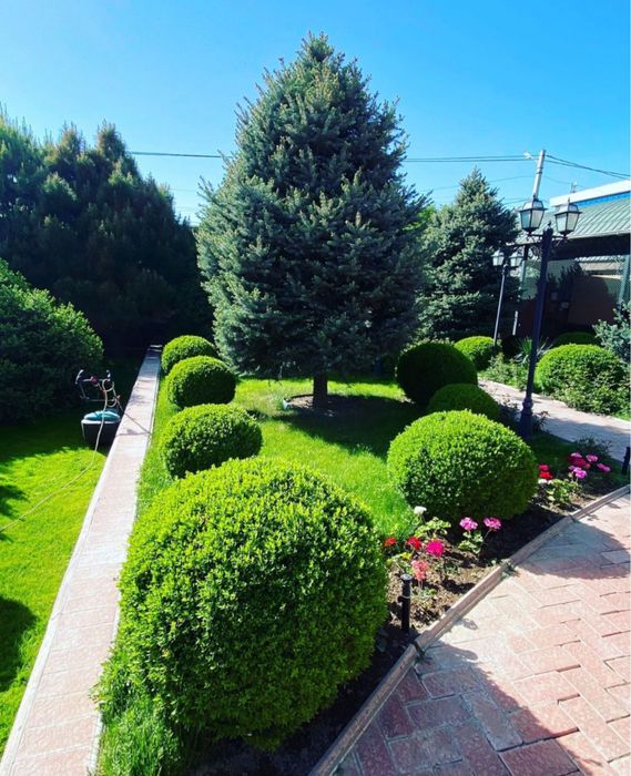 Газон автополив