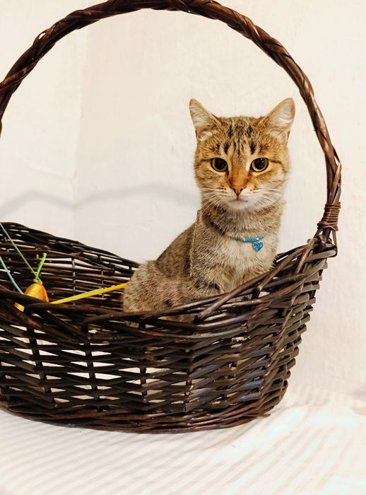 Кошка котенок в добрые руки