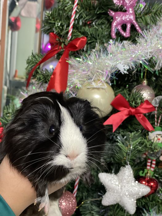 Porcusori se guineea