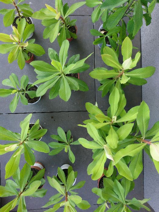 Planta verde Arbore de cauciuc
