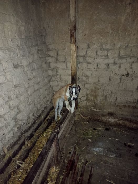 Zoti Alabay 4 oylik soğlom vaksina qlingan