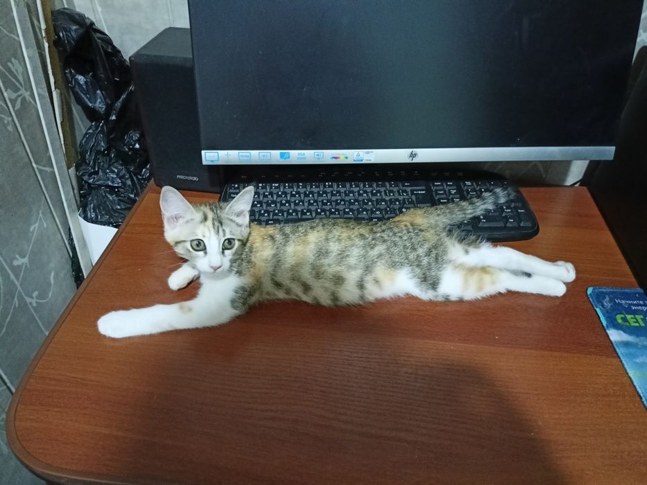 Пристраивается котёнок