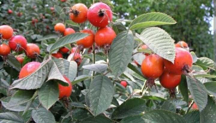 Шиповник шиповник