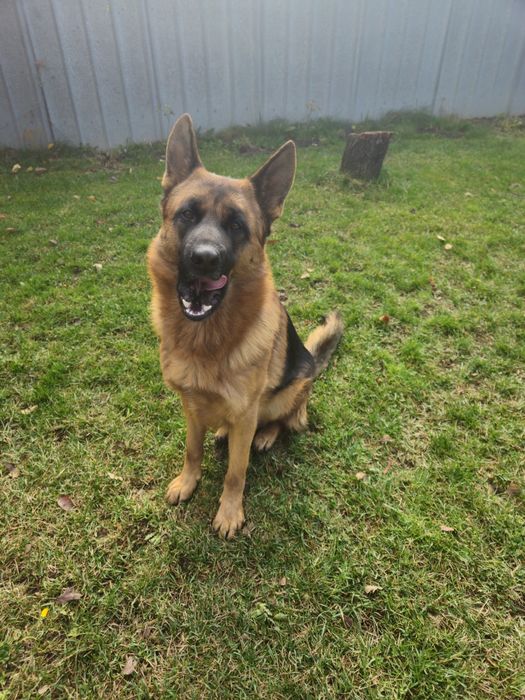 Вязка Немецкая овчарка