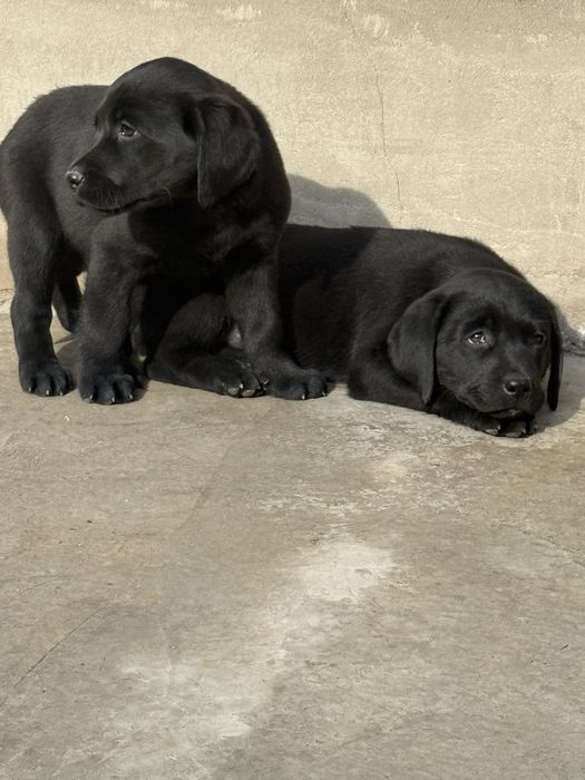 Продаются щенки лабродора ретривера
