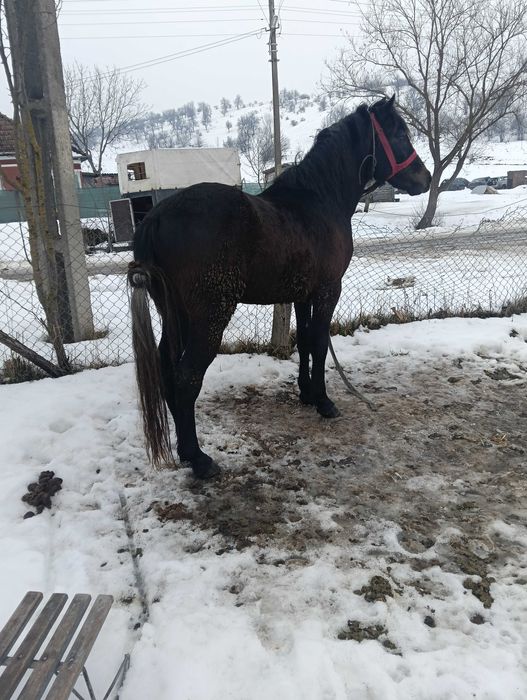 Mânz de vanzare de 2 ani