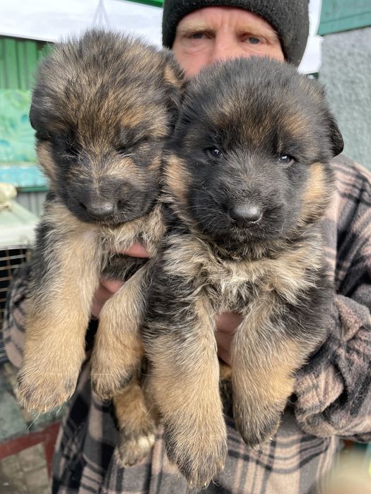 Щенки немецкой овчарки
