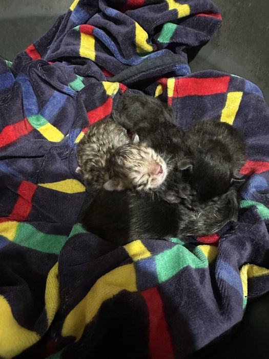 Бесплатно котята
