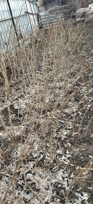 Продам кусты малины