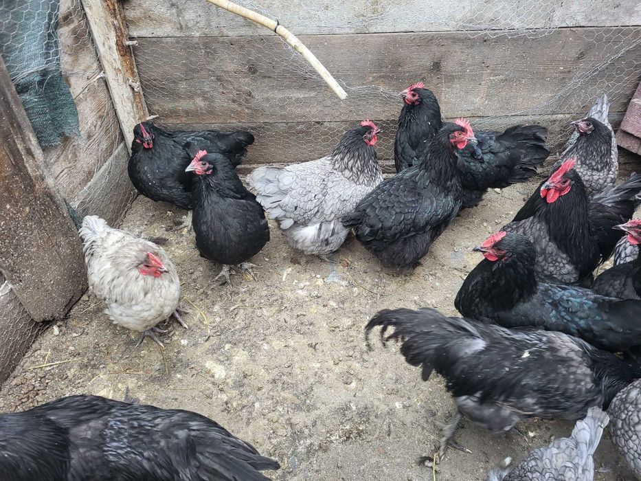 Gaini si cocosi australorp