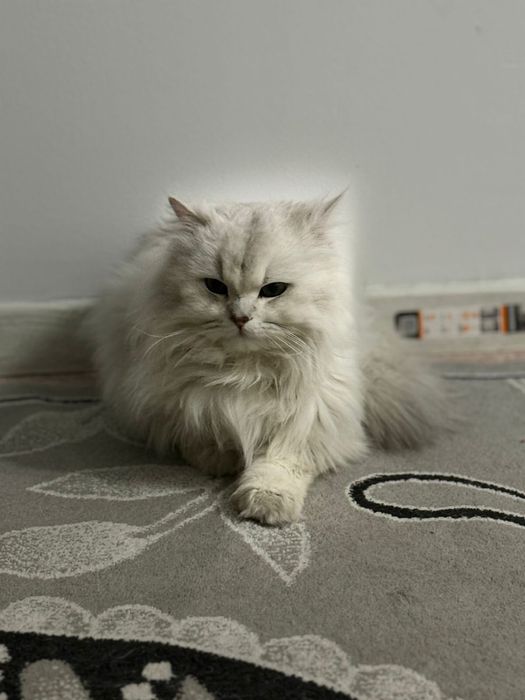 Дам кот длиннашорстый шиншилла