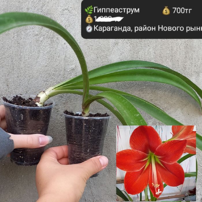 Комнатные цветы  для уюта в доме