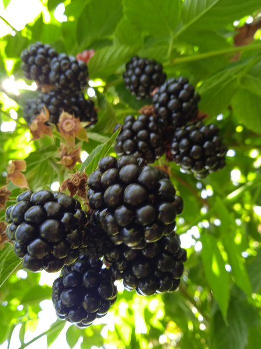 Садовые растения