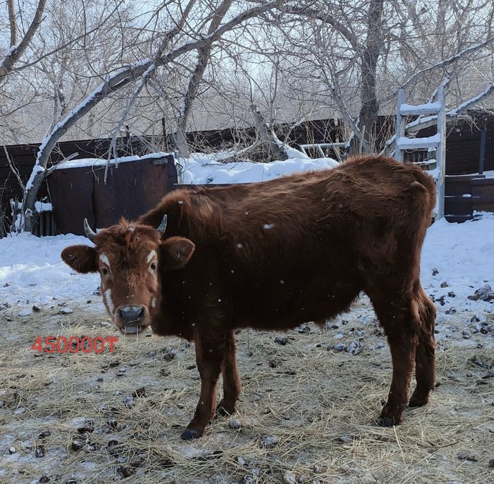 Продам молодняк .