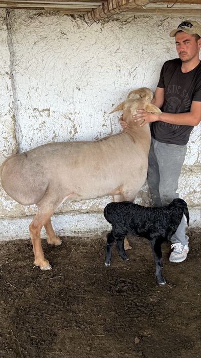 Акика ва курбонлик учун кучкорлар